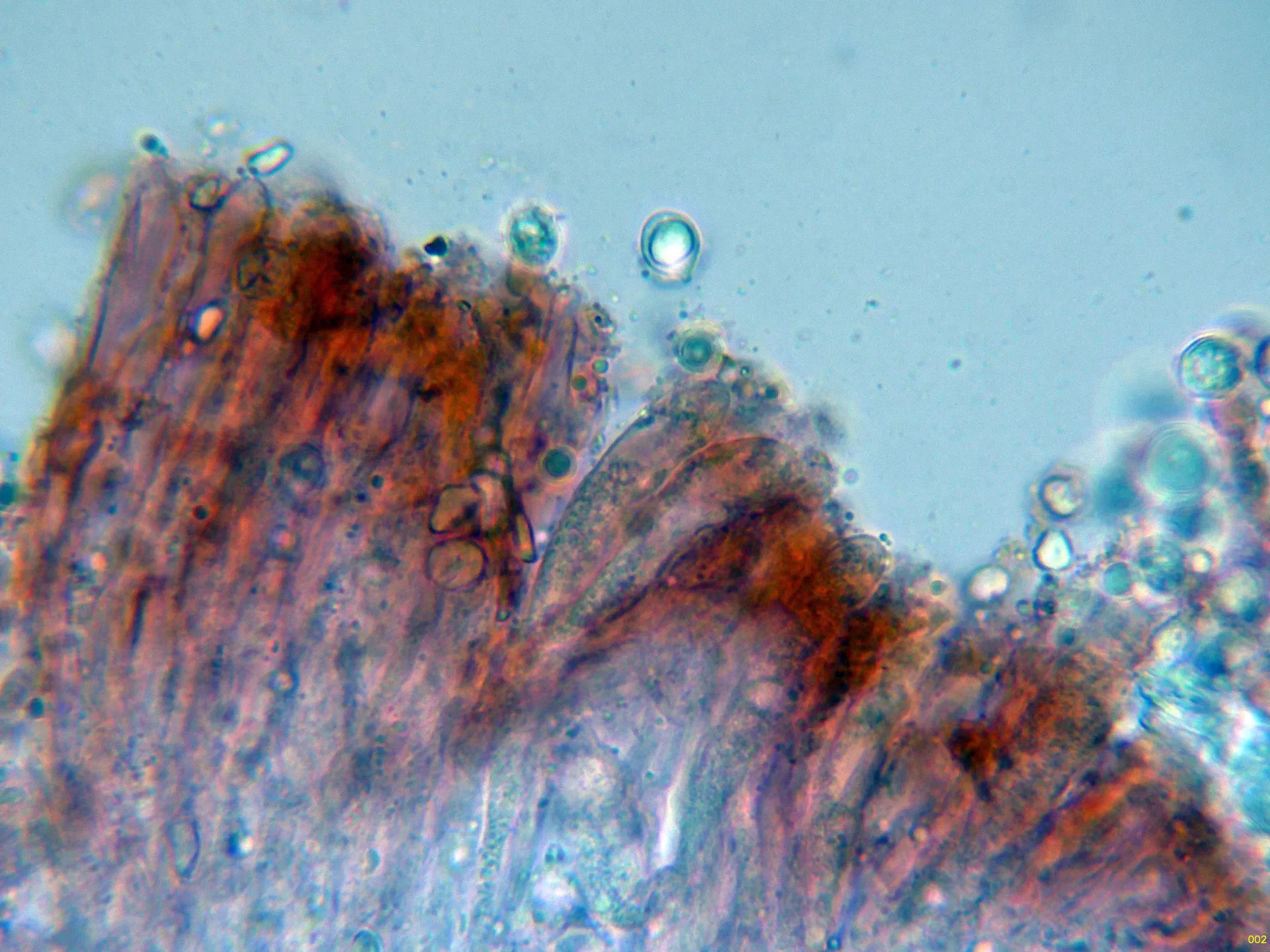Microscopía de Radulomyces confluens - 10 - Himenio-002